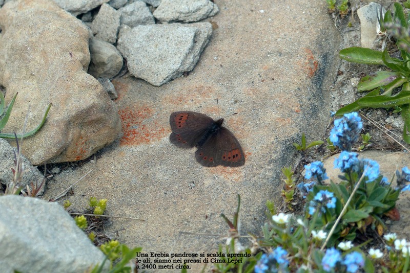 La Nigritella widderi a Pizzo di Sevo e Cima Lepri  -  luglio 2025